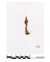 藏品(密枝灰苔)的圖片